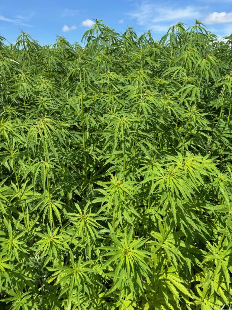 Hemp study trip
